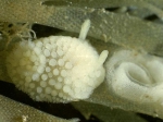 Onchidoris muricata (O F Müller, 1776)