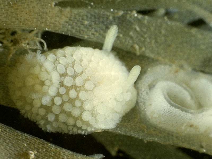 Onchidoris muricata (O F Müller, 1776)