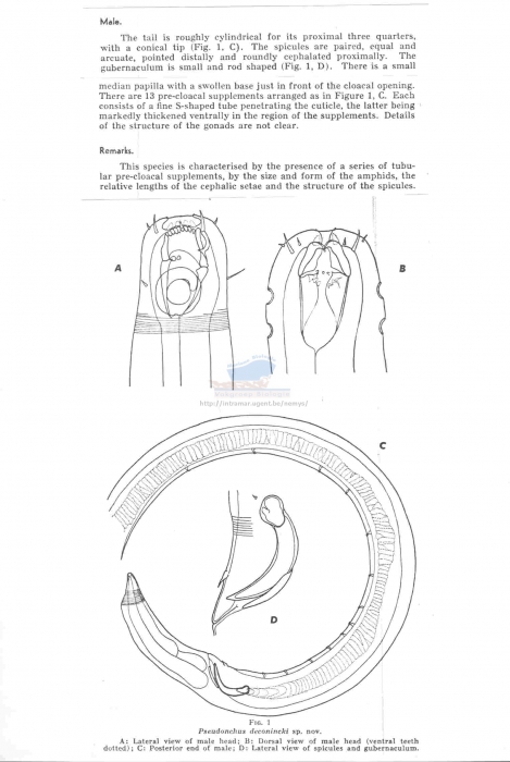 Pseudonchus deconincki