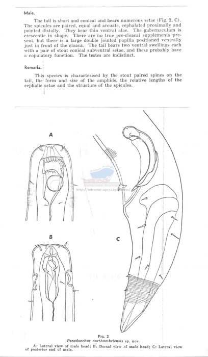 Pseudonchus northumbriensis