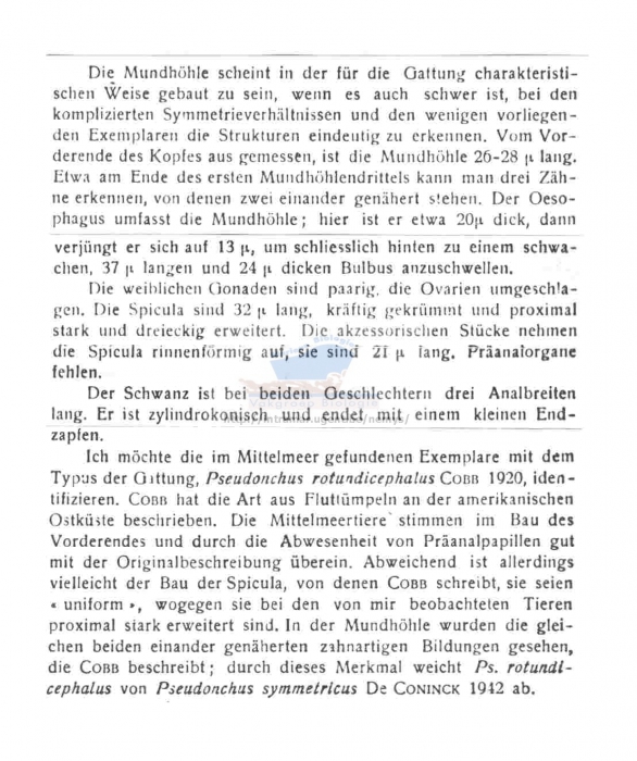 Pseudonchus gerlachi