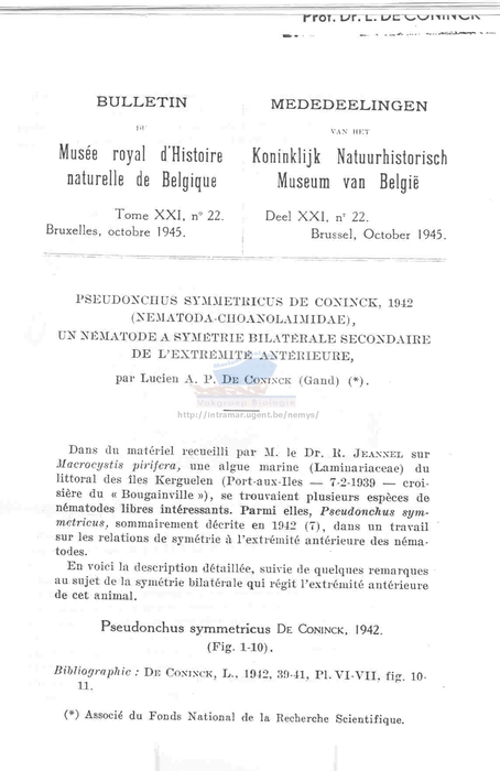 Pseudonchus symmetricus