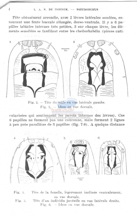 Pseudonchus symmetricus