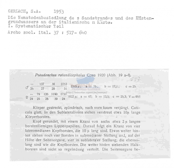 Pseudonchus rotundicephalus