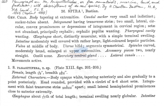 Spirinia parasitifera