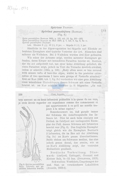 Spirinia parasitifera