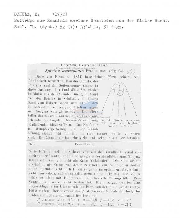 Spirinia parasitifera