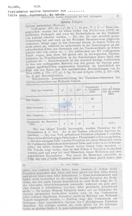 Spirinia parasitifera