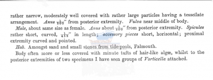 Spirinia parasitifera