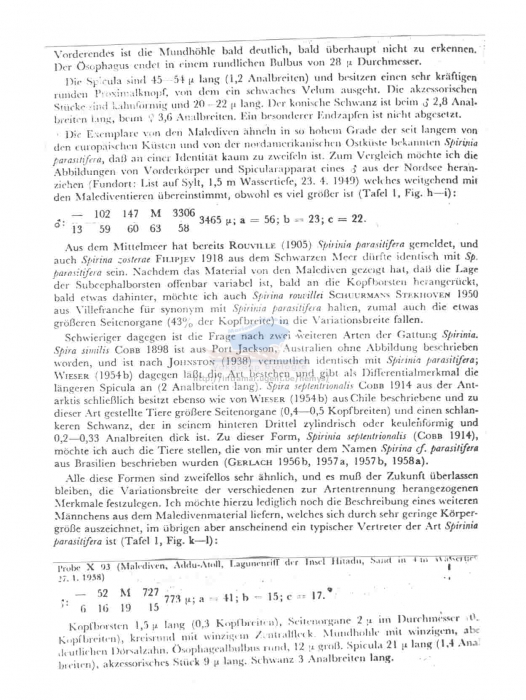 Spirinia parasitifera