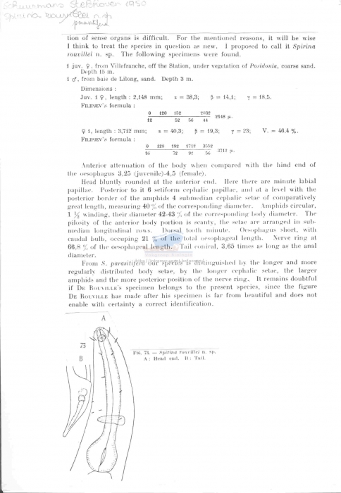Spirinia parasitifera
