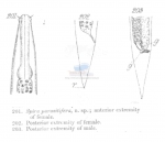 Spirinia parasitifera