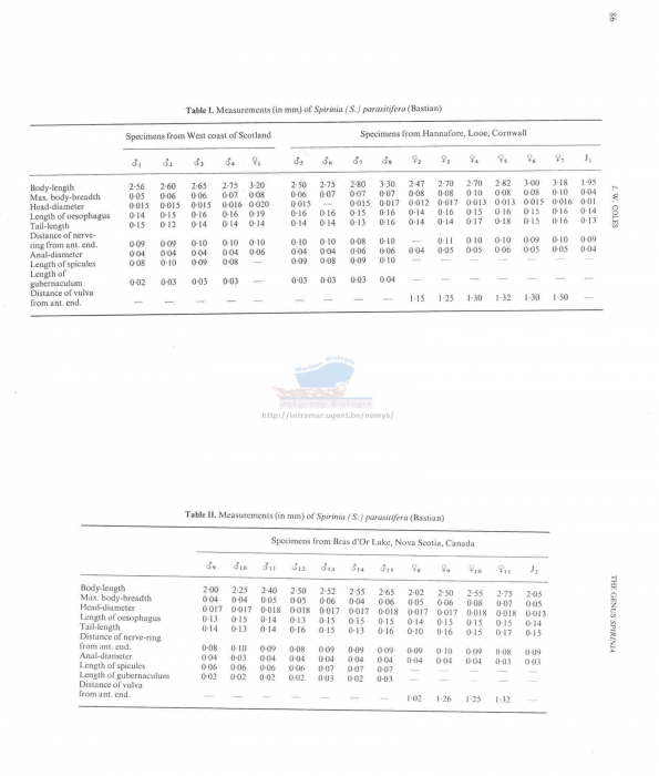 Spirinia parasitifera