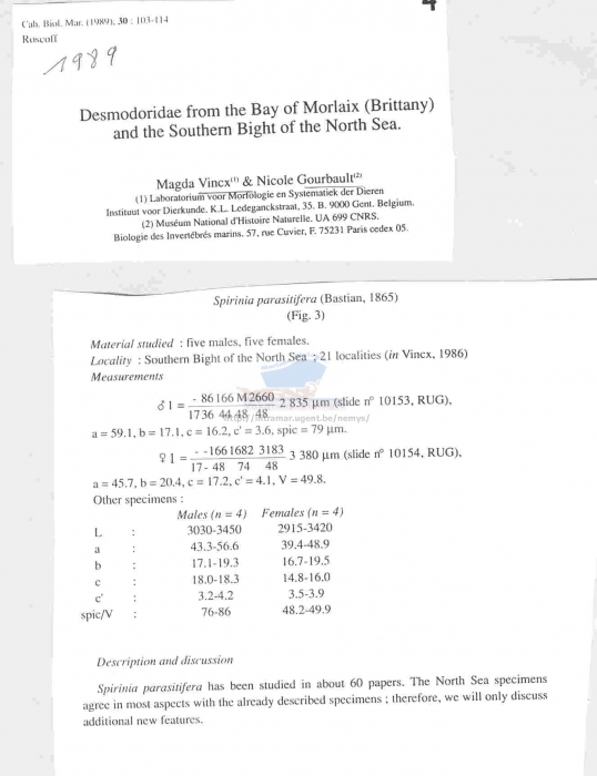 Spirinia parasitifera