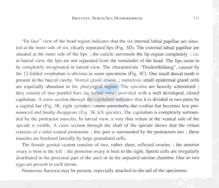 Spirinia parasitifera