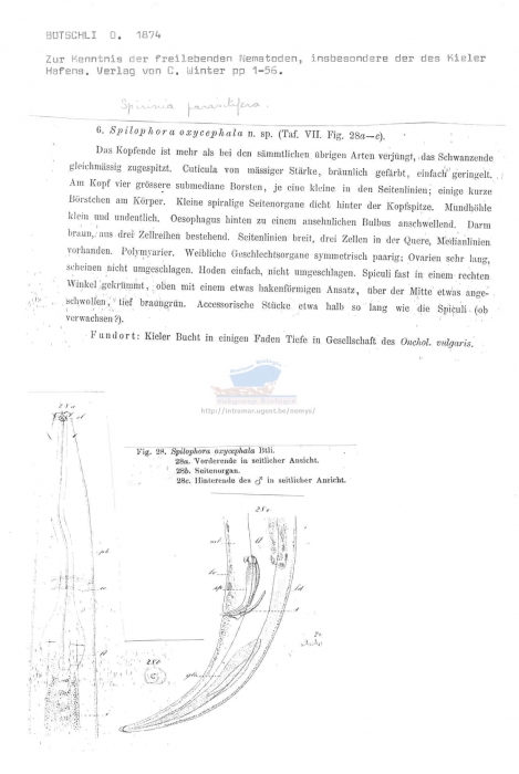 Spirinia parasitifera