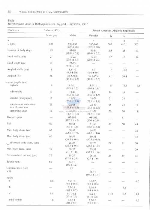 Bathyepsilonema drygalskii