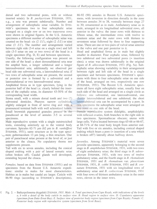 Bathyepsilonema drygalskii