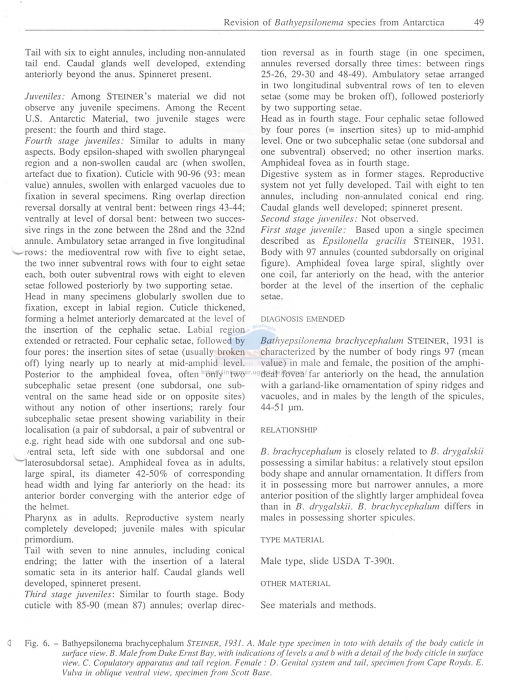 Bathyepsilonema brachycephalum