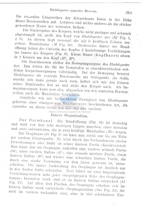 Epsilonema cygnoides