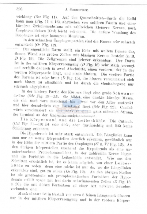 Epsilonema cygnoides