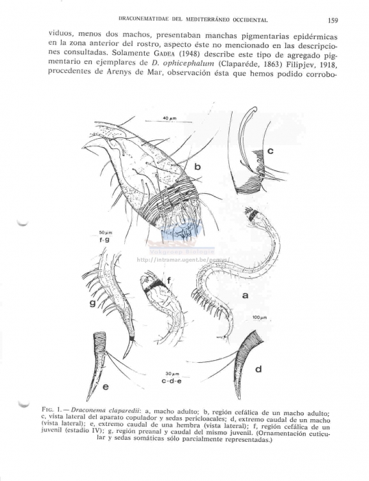 Draconema claparedii