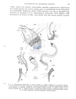 Nematode file-library of the Marine Biology Section (Ghent University, Belgium)