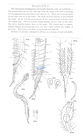 Nematode file-library of the Marine Biology Section (Ghent University, Belgium)