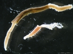 Polychaeta
