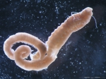 Polychaeta