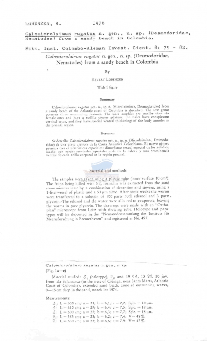 Calomicrolaimus rugatus