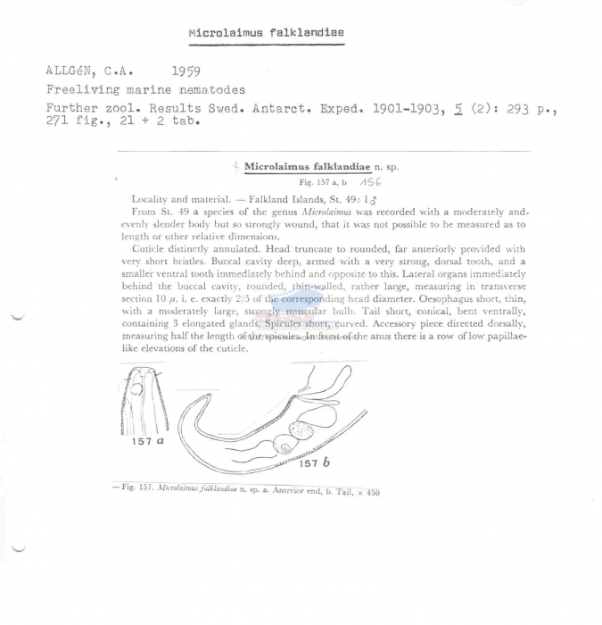 Microlaimus falklandiae