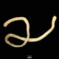 Caudofoveata