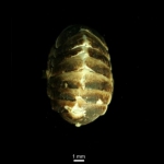 Polyplacophora