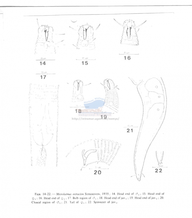 Microlaimus ostracion