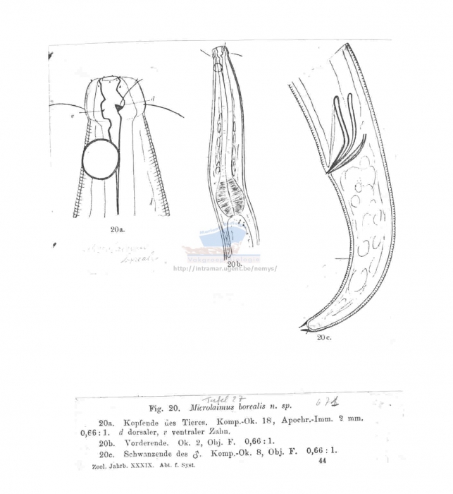 Microlaimus borealis
