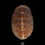 Polyplacophora