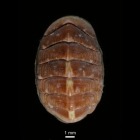 Tonicella marmorea