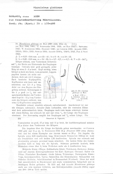 Microlaimus globiceps