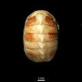 Polyplacophora