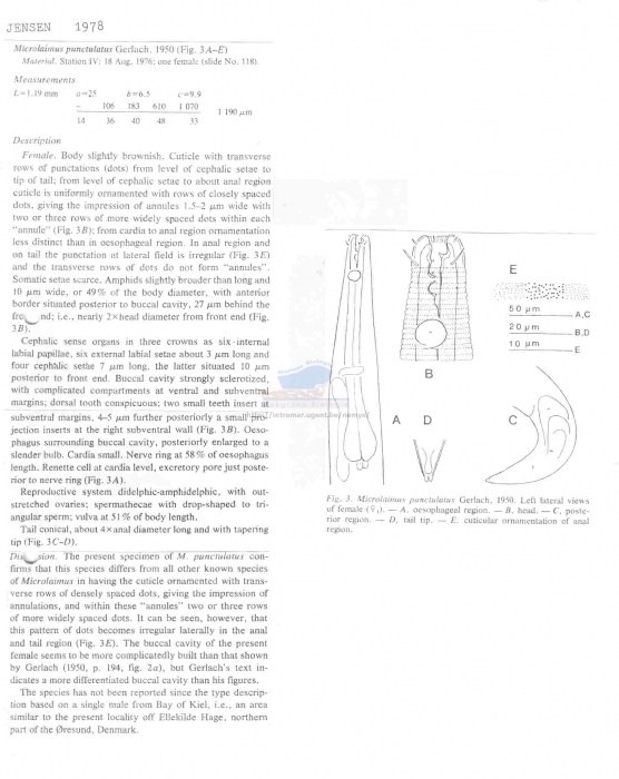 Microlaimus punctulatus
