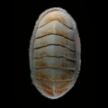Polyplacophora