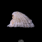 Puncturella noachina