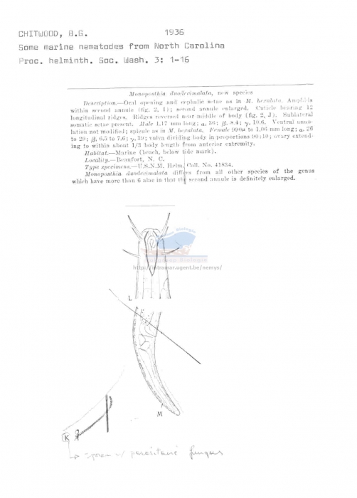 Monoposthia duodecimalata