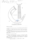 Nematode file-library of the Marine Biology Section (Ghent University, Belgium)