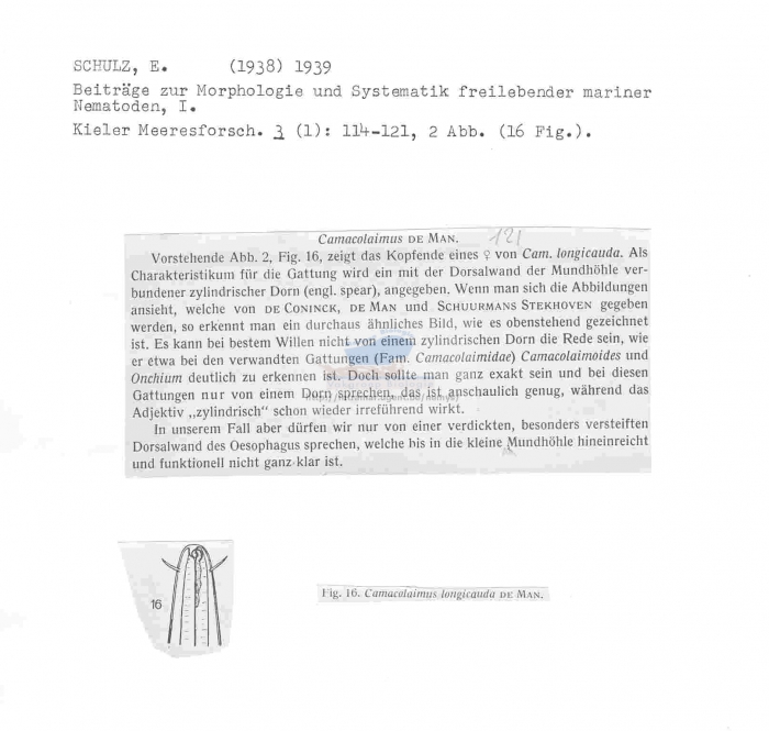 Camacolaimus longicauda