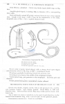 Camacolaimus longicauda