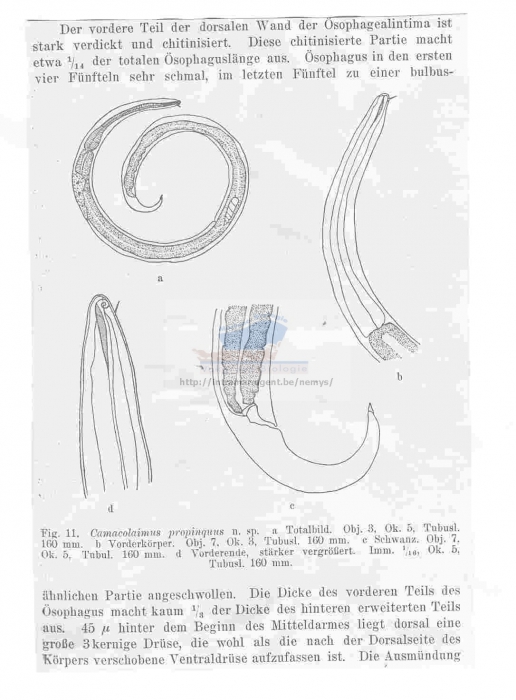 Camacolaimus propinquus