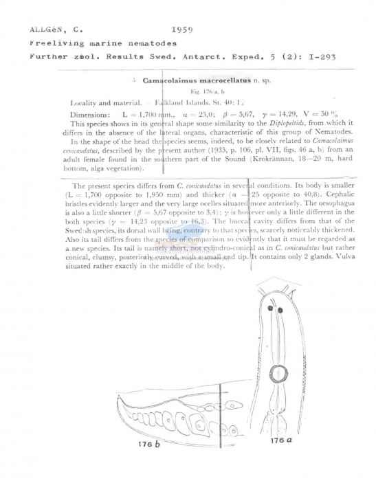 Camacolaimus macrocellatus