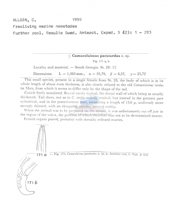 Camacolaimus paratardus